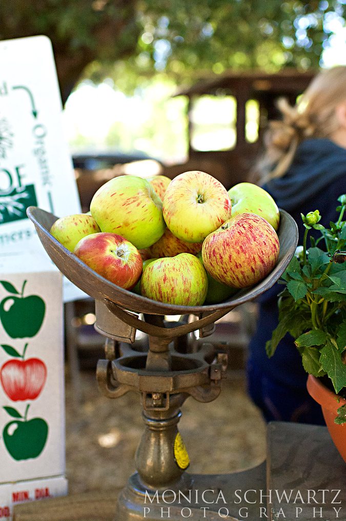 Gravestein-Apples-at-the-Fair-in-Sebastopol-California