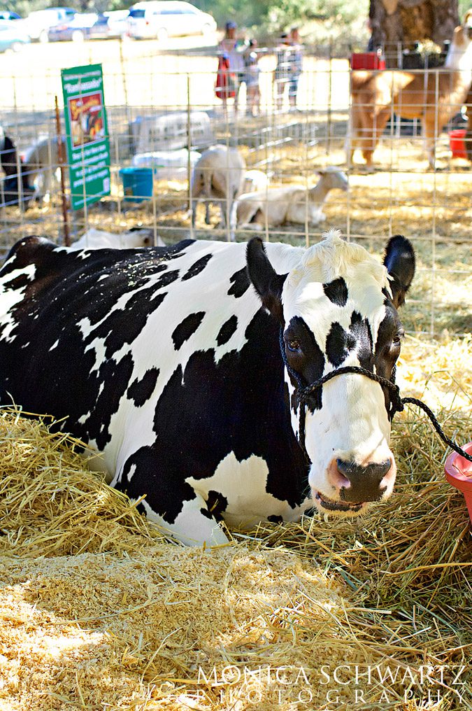 Gentle-pregnant-black-and-white-cow-at-the-Gravenstein-Apple-Fair-in-Sebastopol-California