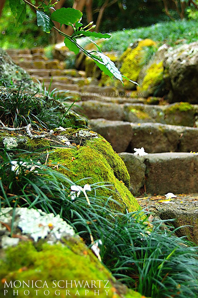 Stone-steps-with-moss-in-a-garden