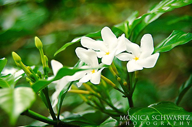 White-jasmine-in-a-garden
