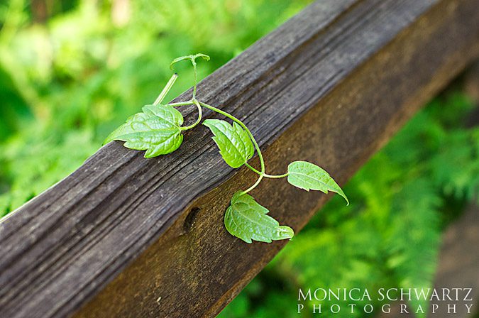 Tender-vine-growing-on-a-fence-in-a-forest