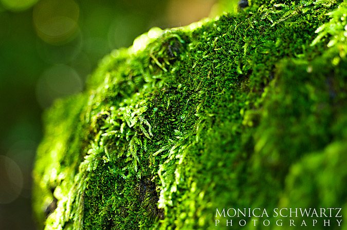 Soft-green-moss-growing-on-a-tree-in-a-forest