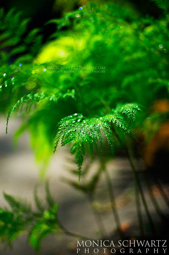 Young-ferns-in-a-forest-after-the-rain