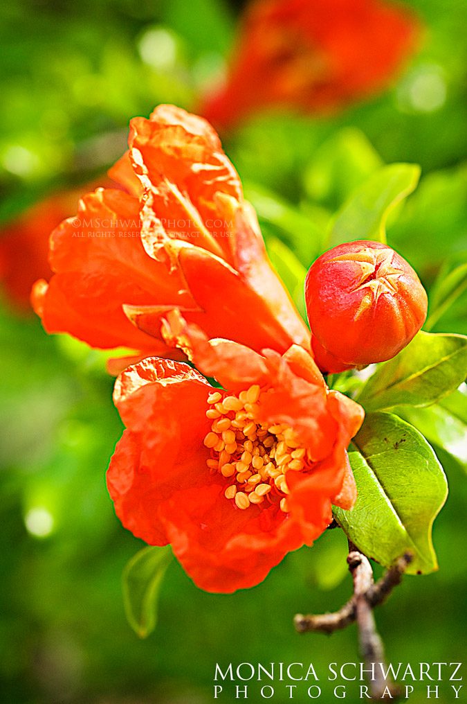 Pomegranate-flowers-in-bloom