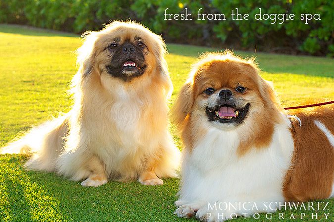 Cute-Tibetan-Spaniel-puppy-dogs