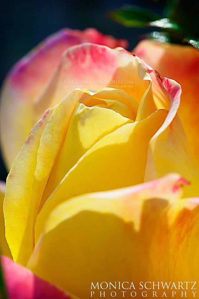 Close-up-of-a-tea-rose-at-sunset