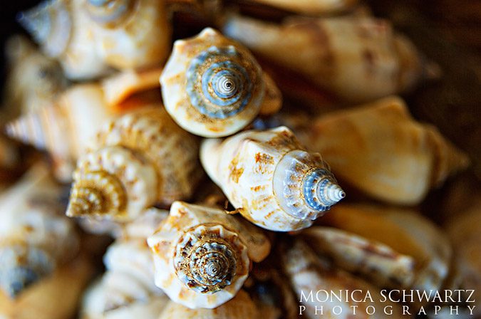 Beautiful-sea-shells-close-up-macro