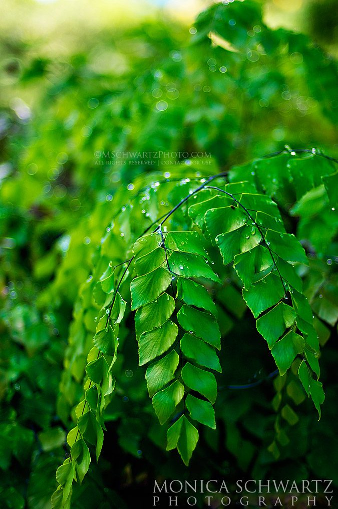 Forest-ferns-after-rainstorm-Hawaii
