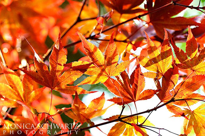 Japanese-red-maple-tree