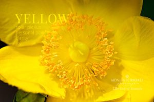 Yellow-flower-free-desktop-wallpaper