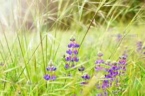 California-Lupines-wildflowers-and-grasses-at-sunrise