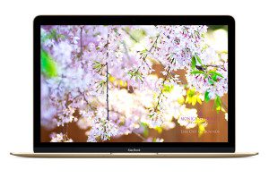 Free-Computer-Wallpaper-Spring-Blossoms
