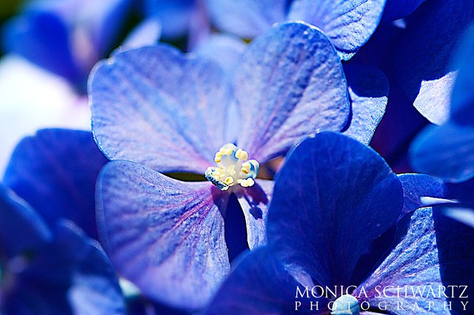 Blue-hydrangea-flowers