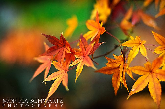 Maple-leaves-in-autumn-rain
