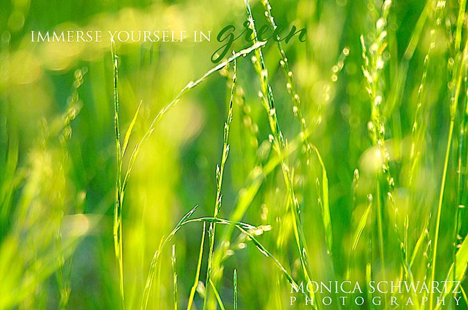 Green-summer-grasses-in-the-sunset