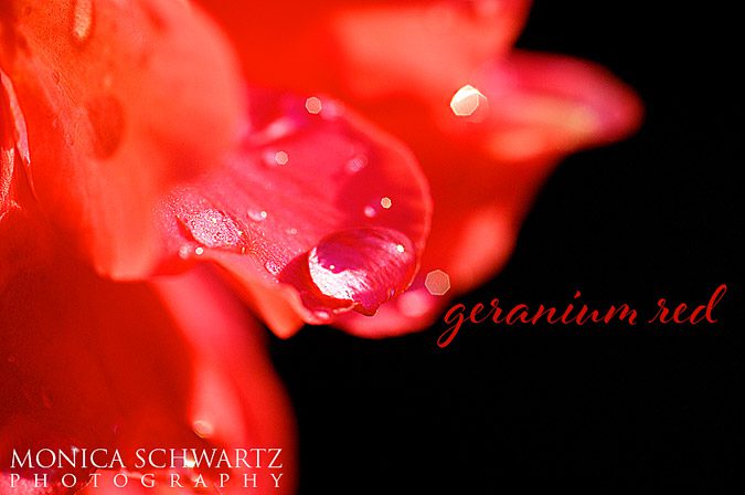 Macro-image-of-rain-drop-on-red-geranium-flower