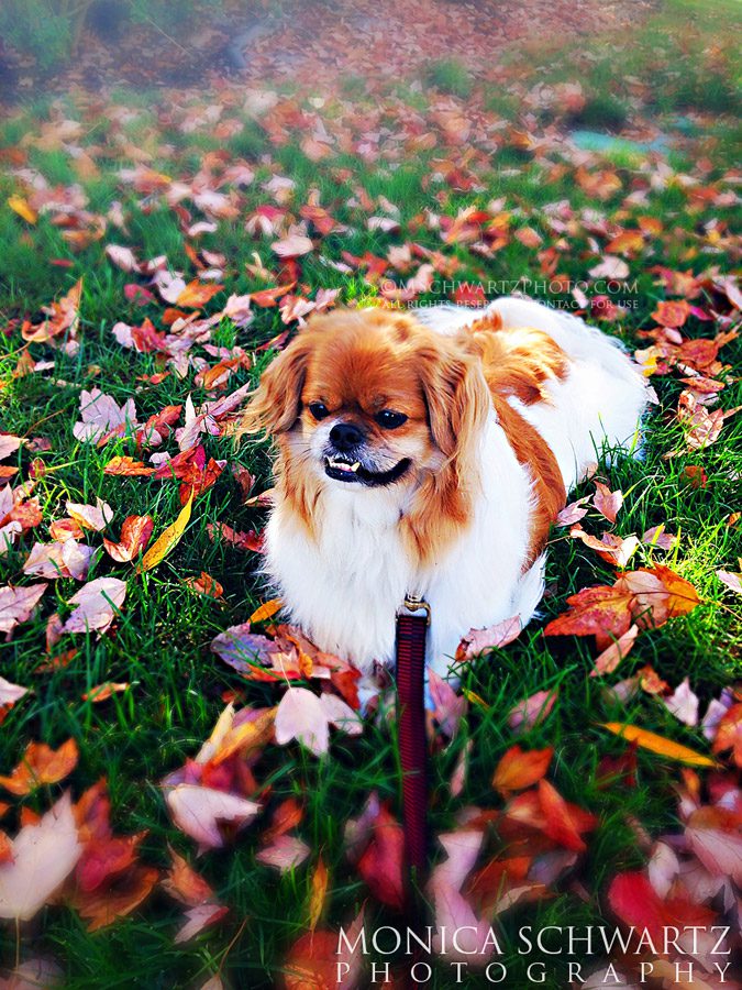 Tibetan-Spaniel-dog-sitting-in-the-grass-and-autumn-leaves