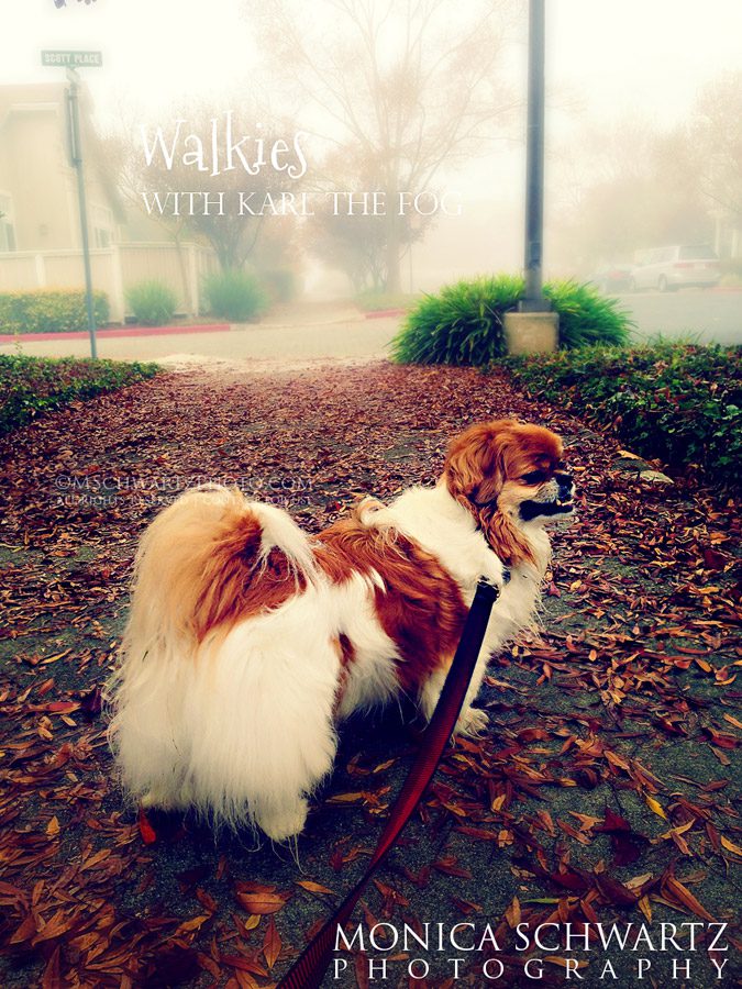 Tibetan-Spaniel-dog-walking-in-the-fall-fog