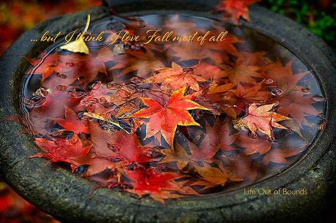 Autumn-scene-maple-leaves-in-a-bird-bath-in-the-rain