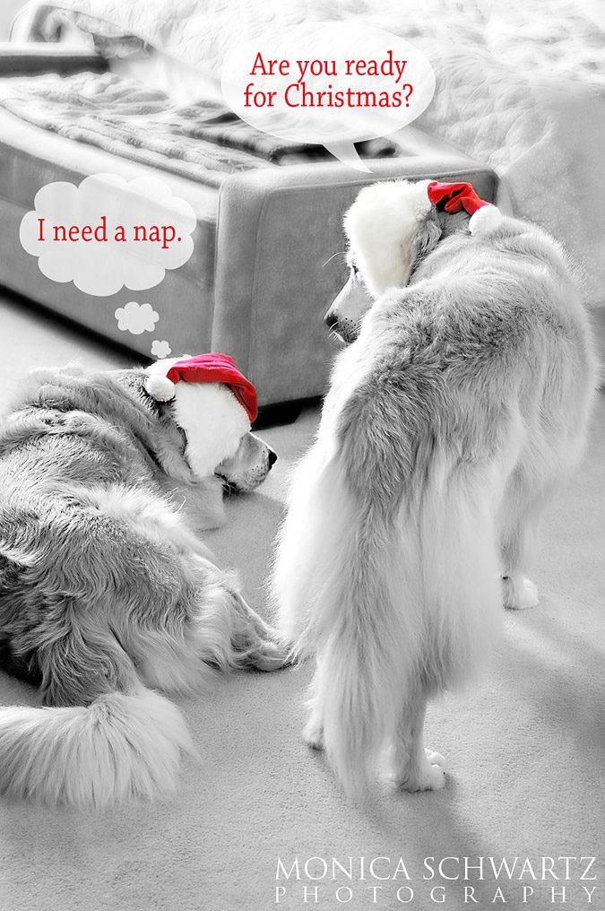 Sam-and-Max-Golden-Retriever-dogs-Christmas