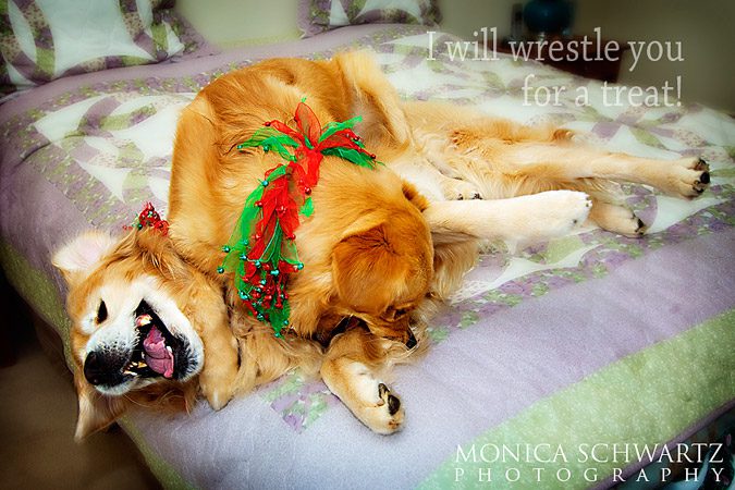 Golden-Retriever-dogs-wrestling-on-the-bed