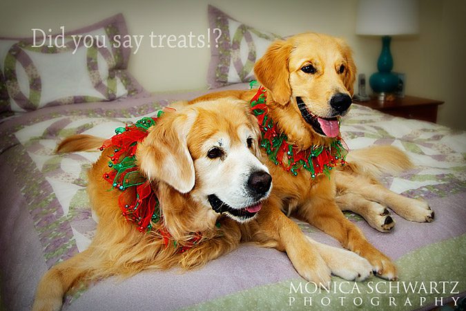 Golden-Retriever-dogs-posting-for-treats-on-the-bed-at-Christmas