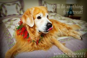 Samson-Golden-Retriever-slurping-for-a-treat-on-the-bed-at-Christmas
