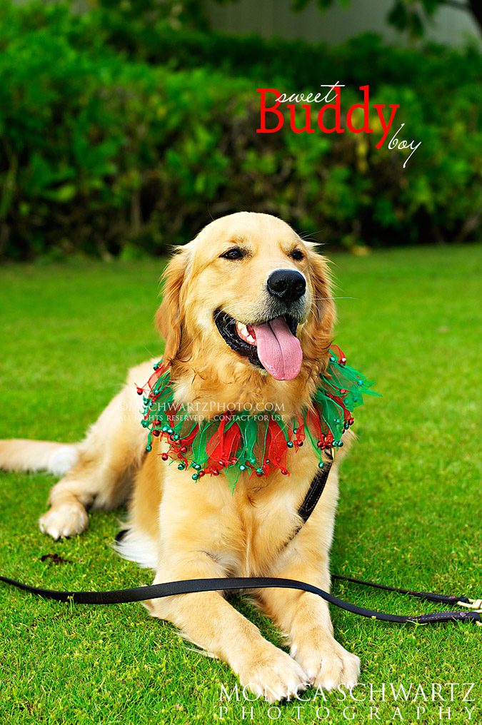 Buddy-Golden-Retriever-Dog-sitting-in-the-grass-dressed-for-Christmas