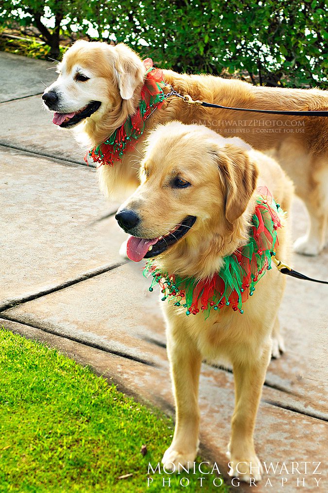 Golden-Retriever-dogs-going-for-a-walk-in-Honolulu
