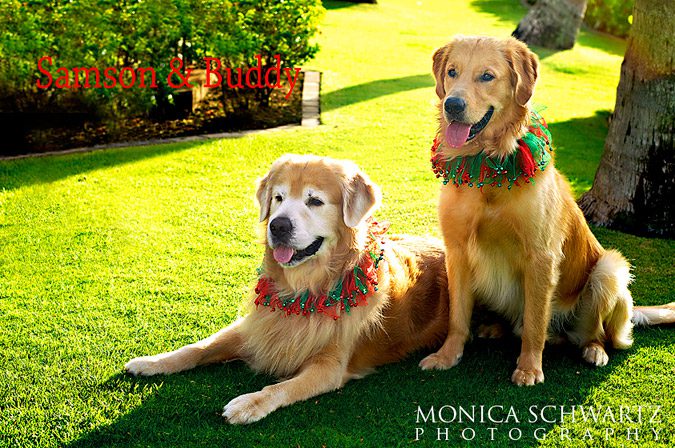 Golden-Retriever-dogs-dressed-for-Christmas-sitting-in-the-grass