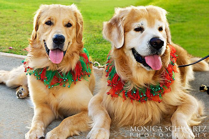 Golden-Retriever-dogs-dressed-for-Christmas-sitting-in-the-grass