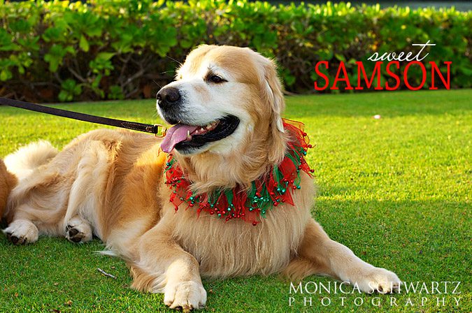 Samson-Golden-Retriever-Dog-sitting-in-the-grass-dressed-for-Christmas