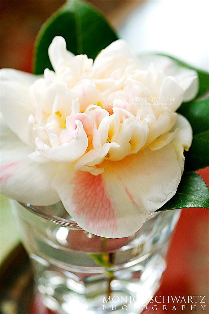 White-and-pink-camellia-blossom