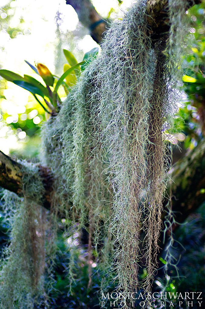 Air-plant-hosted-by-a-tree-at-a-botanical-garden-in-Honolulu-Oahu-Hawaii