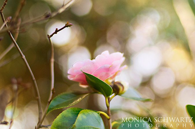Pink-camellia-with-bokeh-in-a-garden-setting