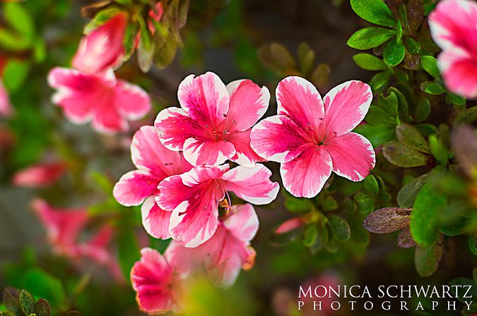 Pink-azaleas-in-bloom