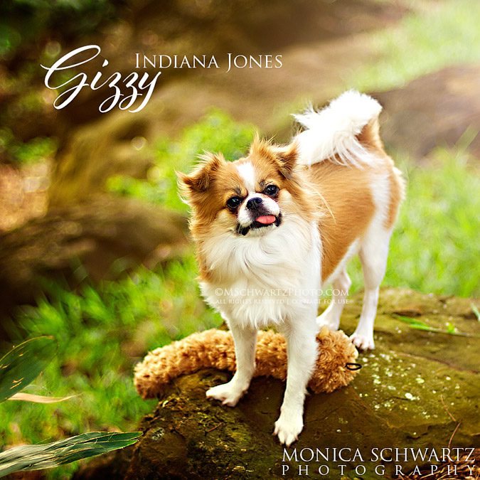 Gizzy-Papillon-Japanese-Chin-dog