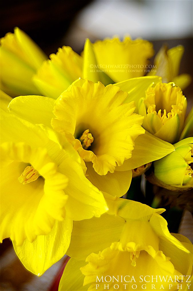 Yellow-daffodils-flowers