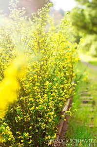 Wild-yellow-forsythia-springtime