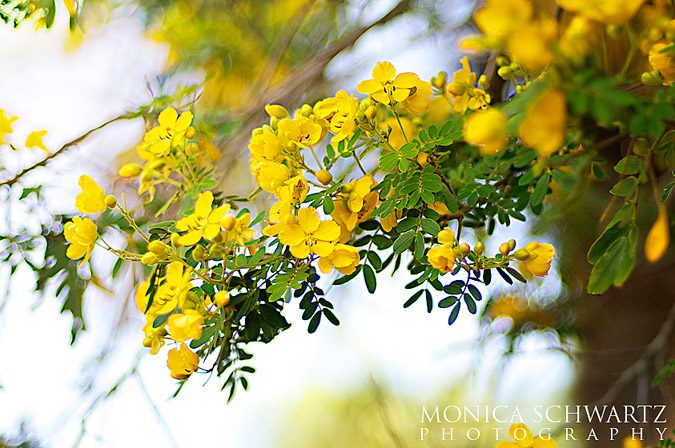 Yellow-acacia-tree