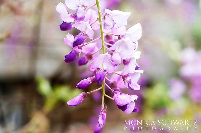 Blossoming-purple-wisteria