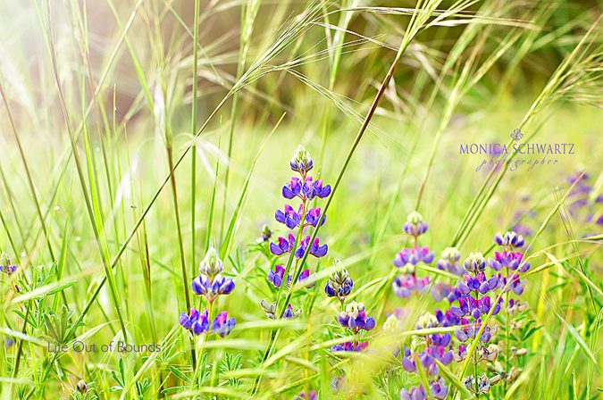 California-Lupines-wildflowers-among-tall-grasses