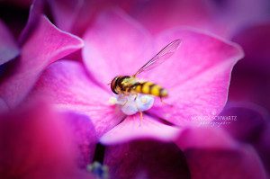 Pink-hydrangea-with-bee