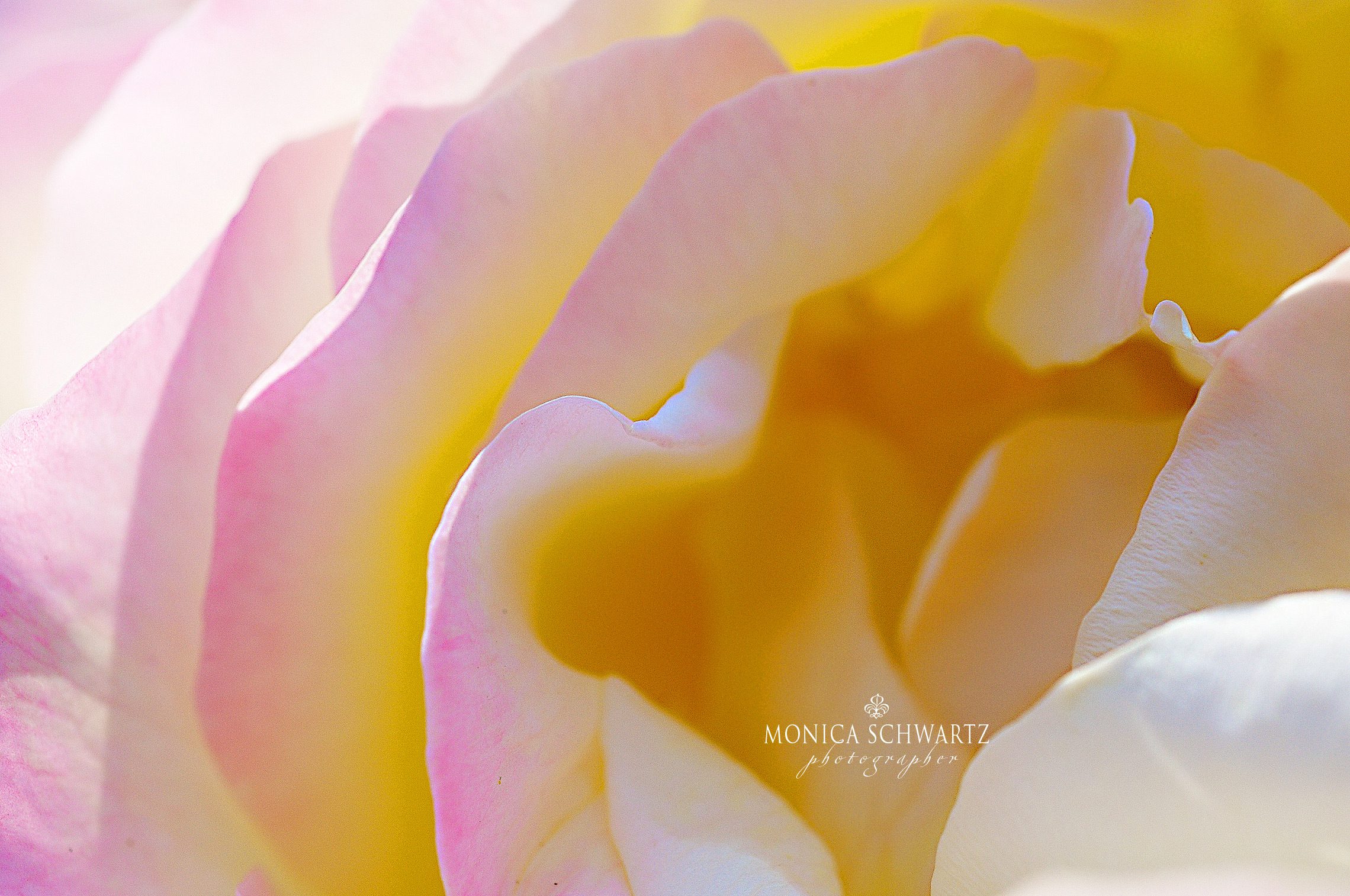 Blooming-Tea-Rose-macro-image