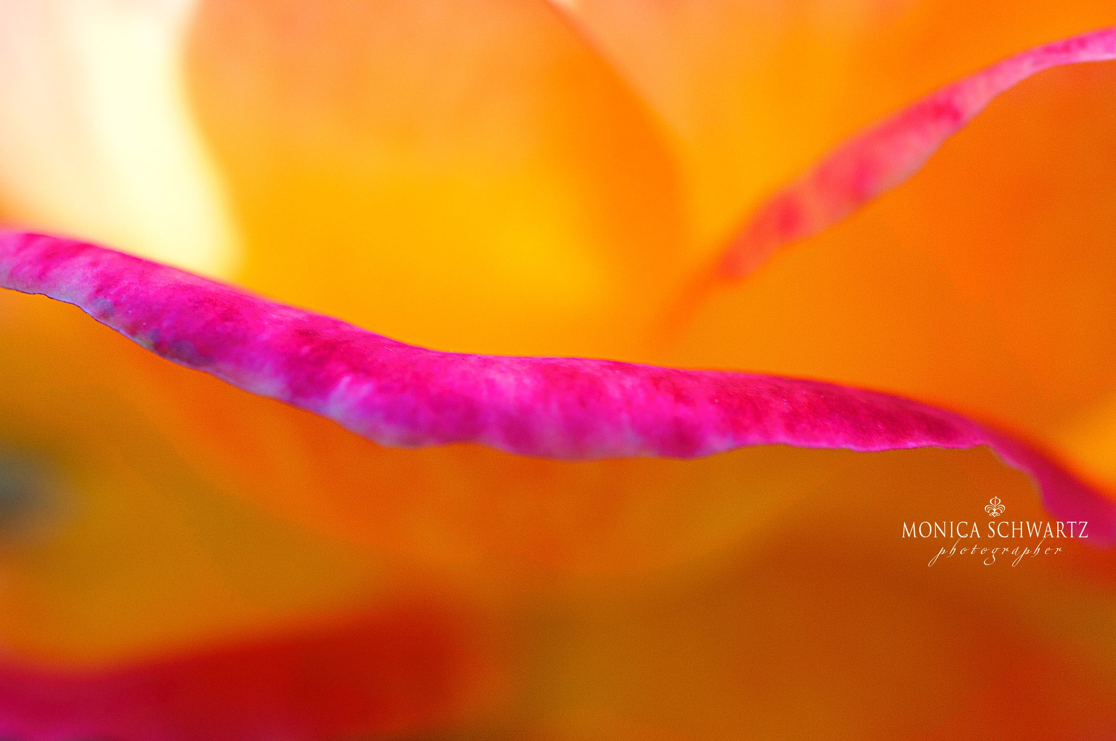 Macro-detail-of-a-blooming-tea-rose-petal-at-sunset