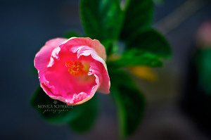 Pink-Hibiscus-flower