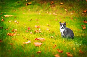 Cat-on-the-lawn-with-fall-foliage