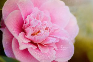 Pink-camellia-with-raindrops