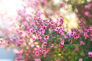 Pink-spring-blossom-on-a-tree