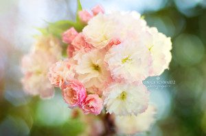 Double-cherry-blossom-cluster